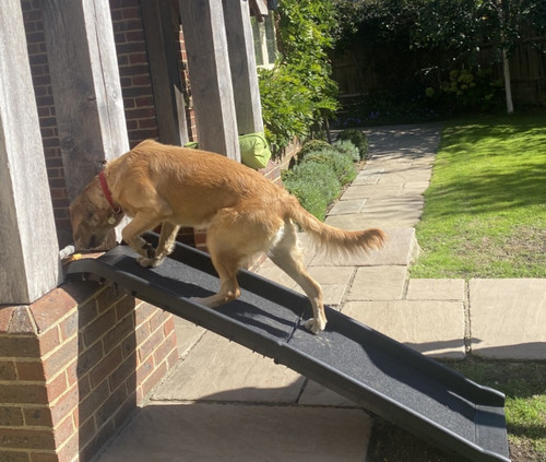 160cm dog car ramp - 160cm,
